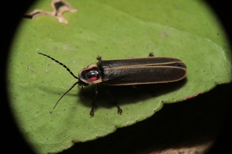 Firefly Watching